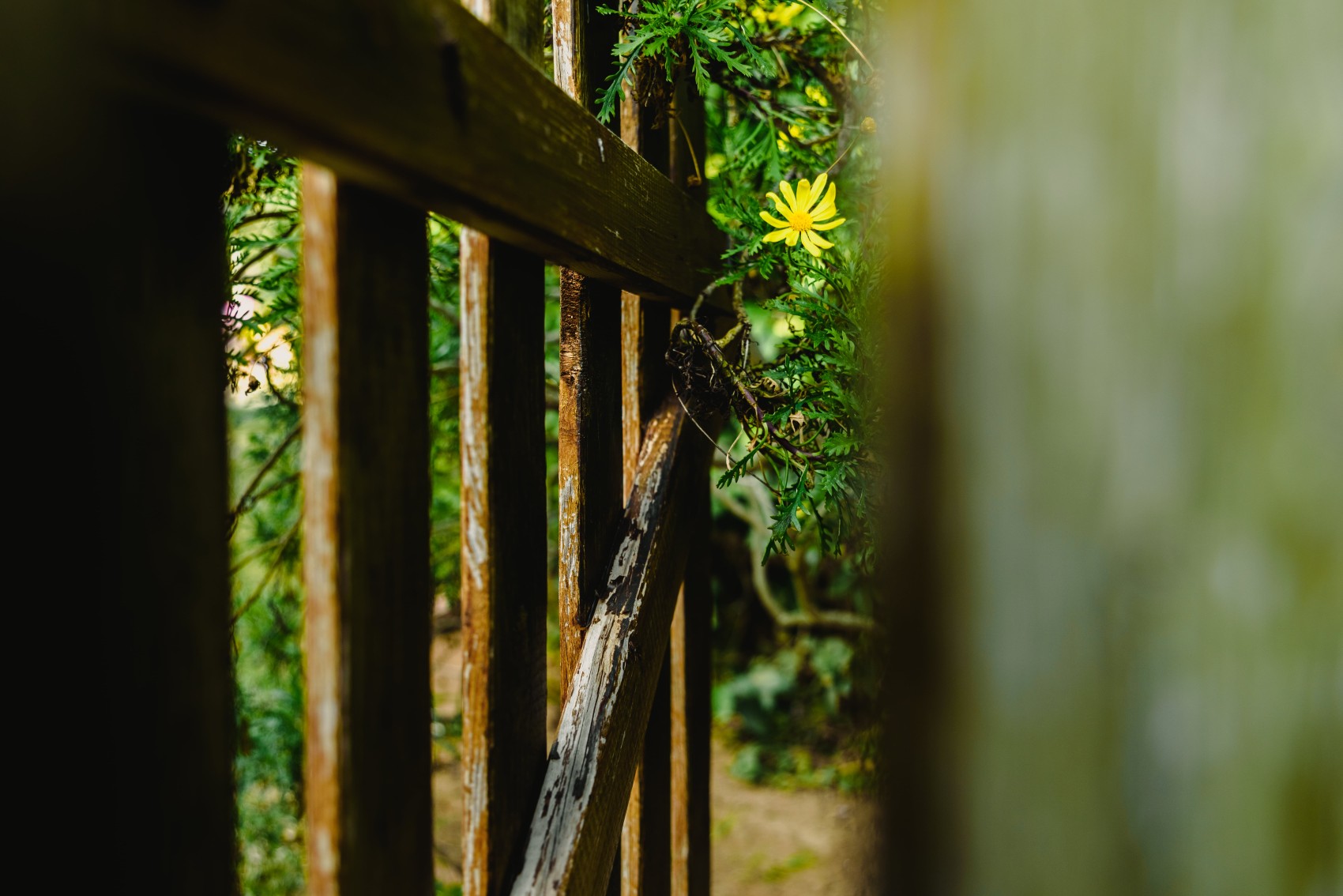 Wooden Fence